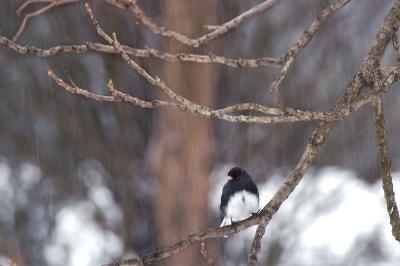 Junco