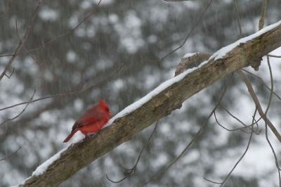 Male Cardinal