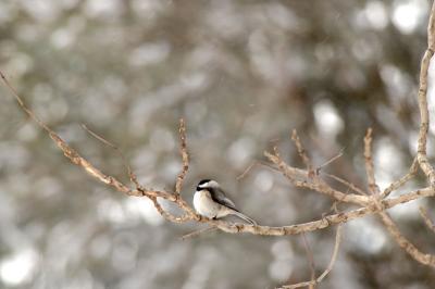 Black Capped Chickadee