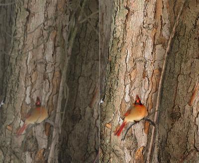 Cardinal-Before-and-After