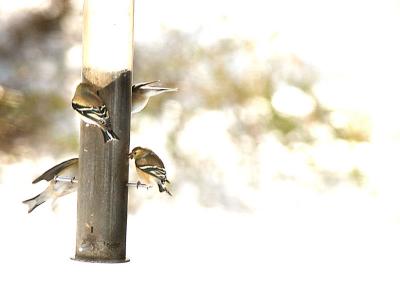 Goldfinches at the feeder