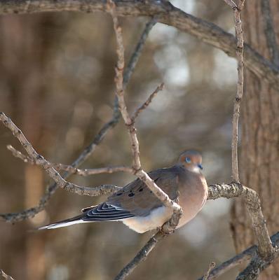 Mourning-Dove