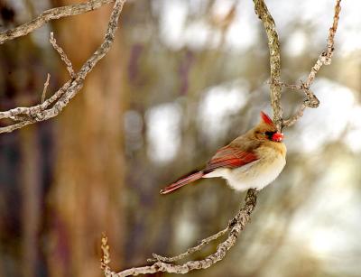 Female Cardinal