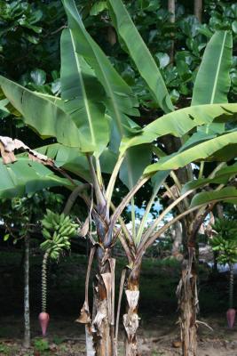 banana plant blossoming