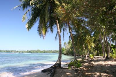 palm trees straight at the beach