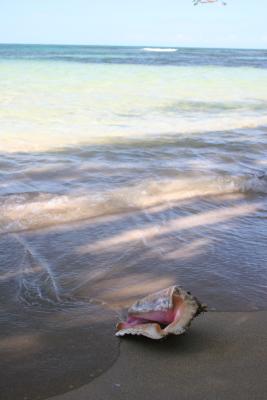 a conch on a beach