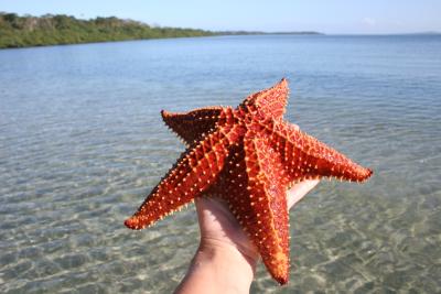 starfish!