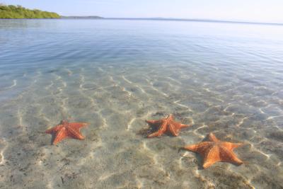 lot of starfish on Starfish beach on Isla Colon in Bocas del Toro