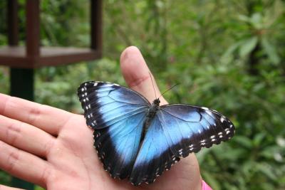 mariposa bonita (beautiful butterfly)