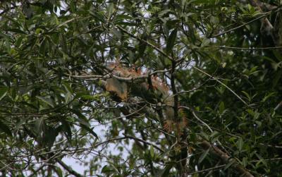 iguana at Sarapiqui river
