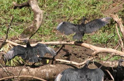 ... black vultures at Sarapiqui river