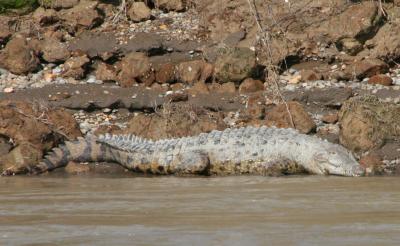 crocodile at Sarapiqui river
