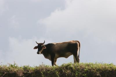 Cow at Sarapiqui river