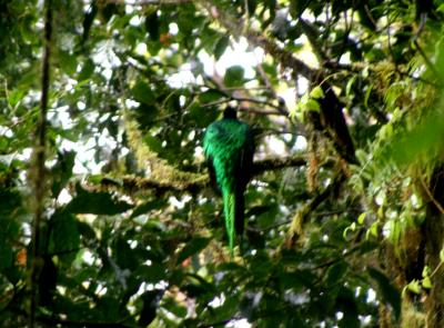 we saw the unique bird 'resplendent quetzal'