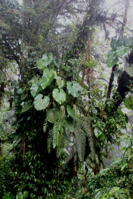 rainy Monteverde rainforest