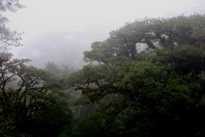 rainy Monteverde rainforest