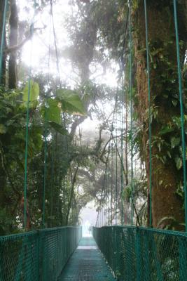 tree-top sky walk above the jungle