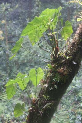 Monteverde rainforest