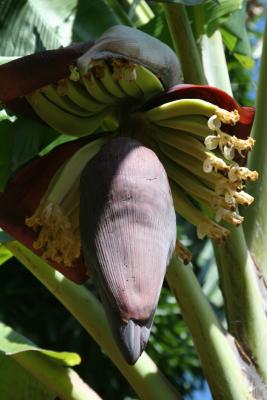 banana fruit close up