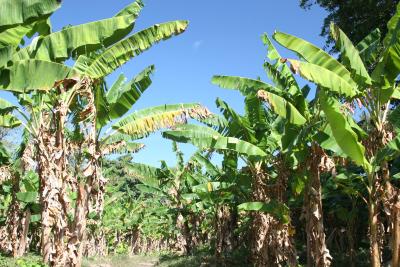 banana plantation on the island