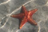 starfish!