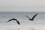 pelicans fishing