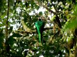 we saw the unique bird resplendent quetzal