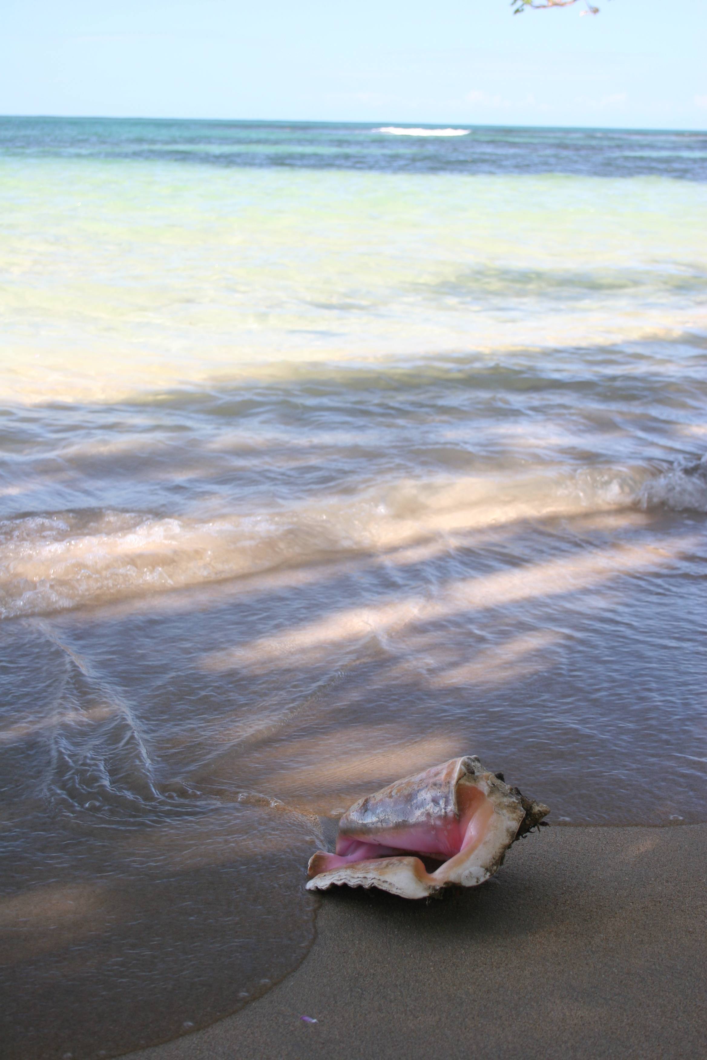 a conch on a beach