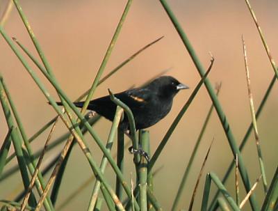 Red-winged Blackbird,male