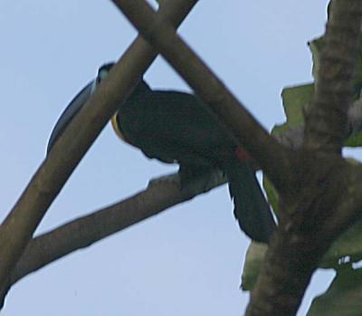 Keel-billed Toucan,in branches