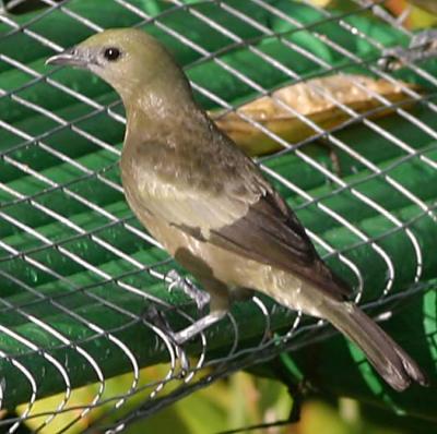 Palm Tanager