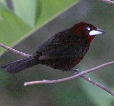 Silver-beaked Tanager