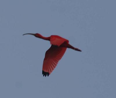 Scarlet Ibis in evening flight