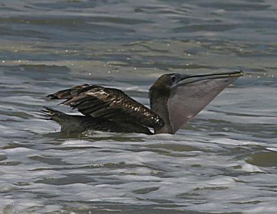 Brown Pelican fishing in surf