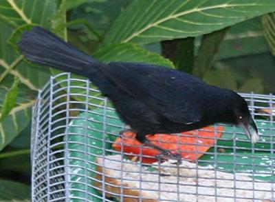 White-lined Tanager,male