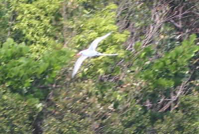 Red-billed Tropicbird