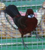 Silver-beaked Tanager