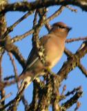 Ceder Waxwing at dawn