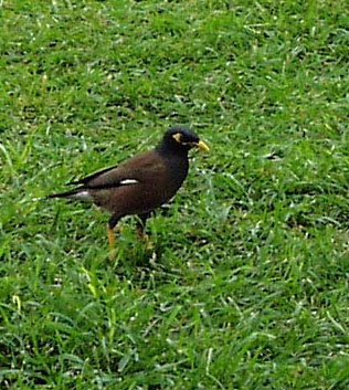 Common Myna