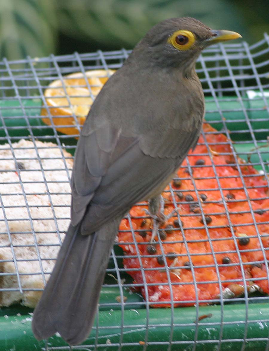 Bare-eyed Thrush