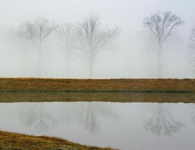 Trees in Fog 3844