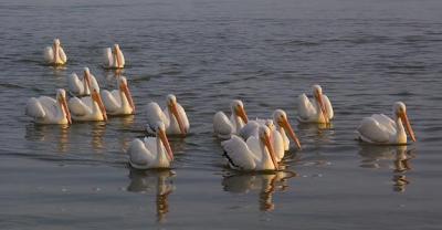 Pelican Flotilla 4753