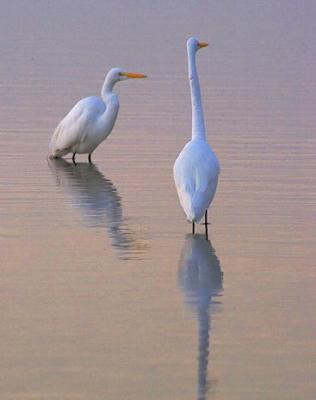 Two Egrets in Predawn 4516