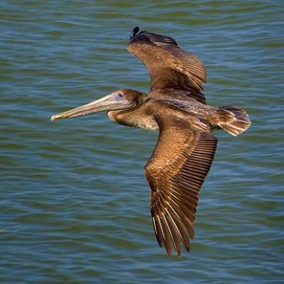 Brown Pelican in Flight 5049