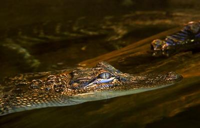 Young Alligators