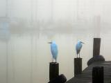 Egrets in Foggy Marina 4674
