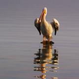 Pelican Drying Its Wings 4782