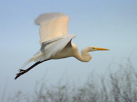 Egret in Flight 4704