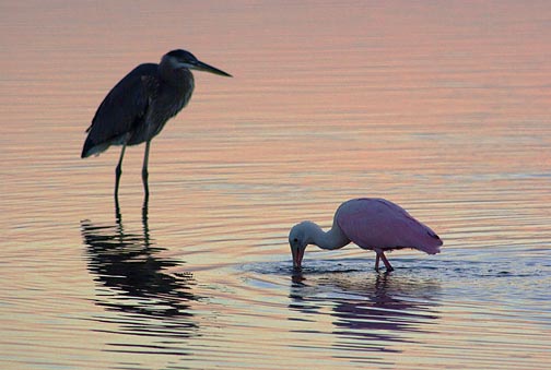 Heron & Spoonbill 4507