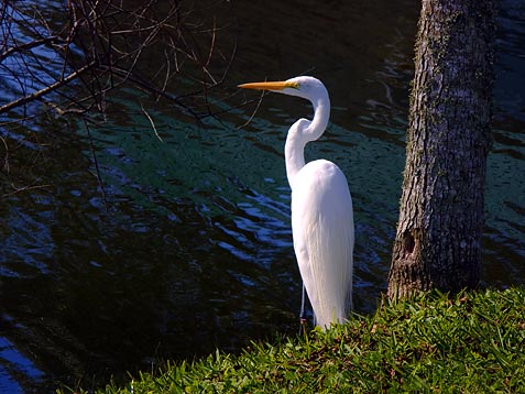 Raintree Egret 7530